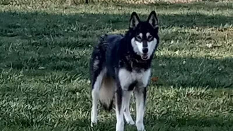 Denison Dog Park - Denison, IA