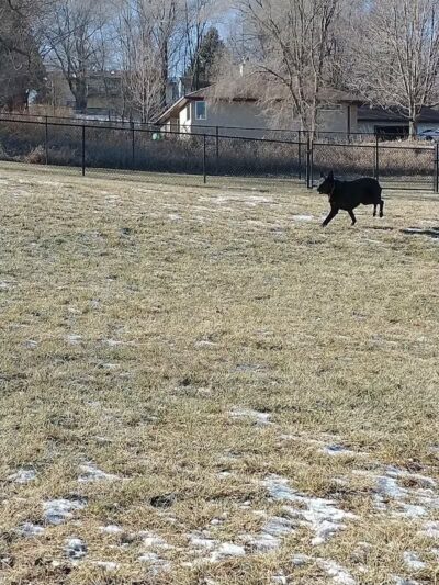 Denison Dog Park - Denison, IA