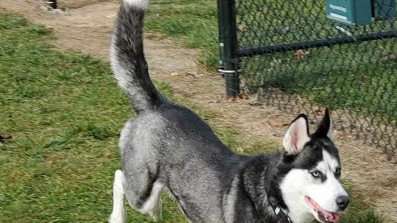 Denison Dog Park - Denison, IA