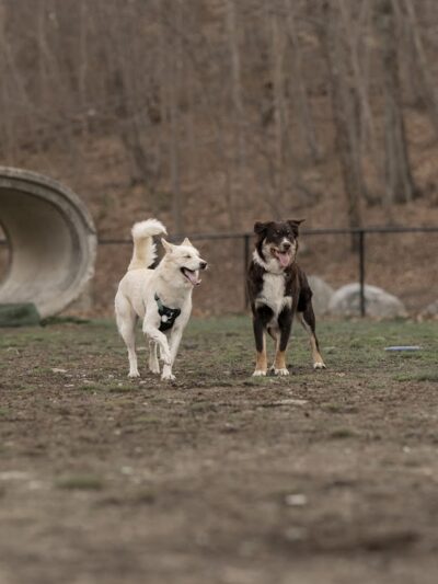 Derby & Ansonia Dog Park - Derby, CT