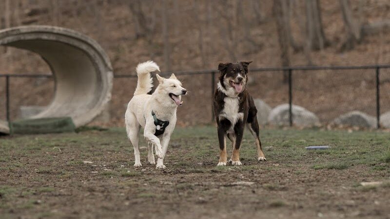 Derby & Ansonia Dog Park - Derby, CT
