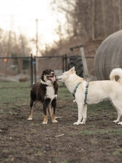 Derby & Ansonia Dog Park - Derby, CT