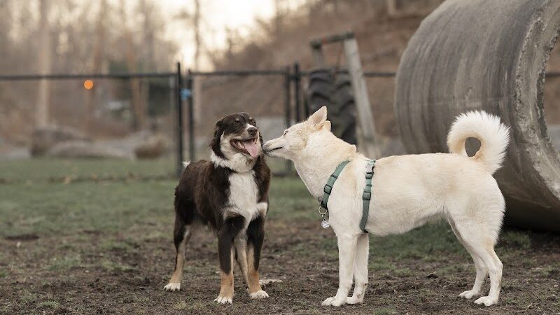 Derby & Ansonia Dog Park - Derby, CT