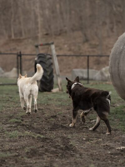 Derby & Ansonia Dog Park - Derby, CT