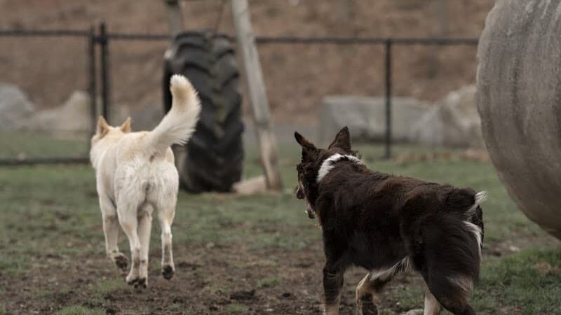 Derby & Ansonia Dog Park - Derby, CT