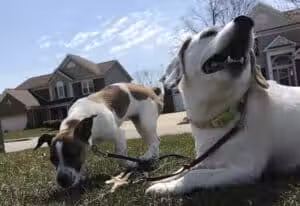 Dog Gone It Pet Care ® - ,