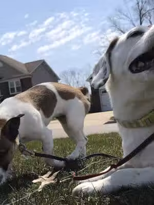 Dog Gone It Pet Care ® - ,