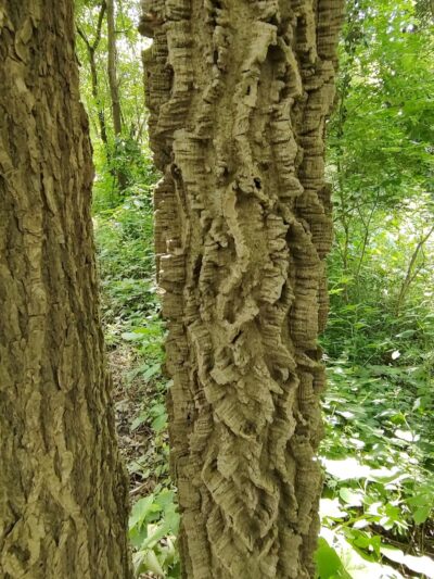 Canal Lands Park - Dover, OH