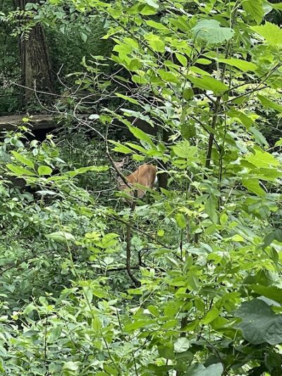 Canal Lands Trailhead Parking - Dover, OH