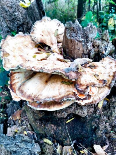 Ohio & Erie Canal Towpath Trail - Dover, OH