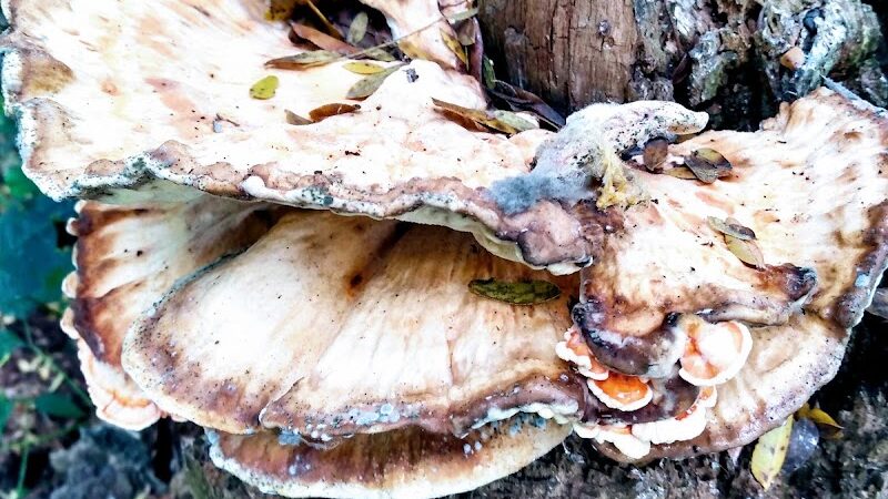 Ohio & Erie Canal Towpath Trail - Dover, OH