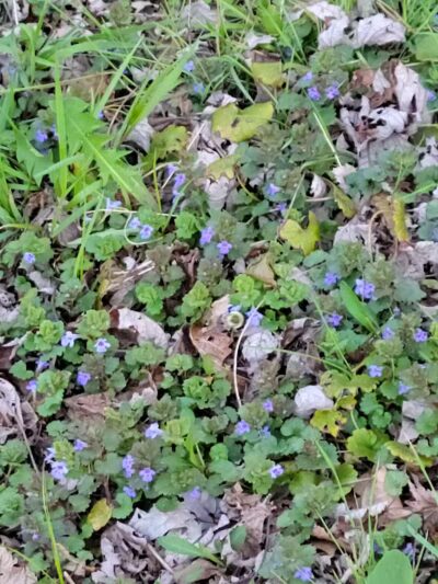 Tri-Valley Wolford Park - Dresden, OH