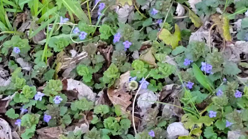 Tri-Valley Wolford Park - Dresden, OH