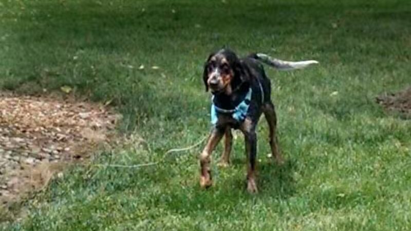 Amlin Crossing Park - Dublin, OH