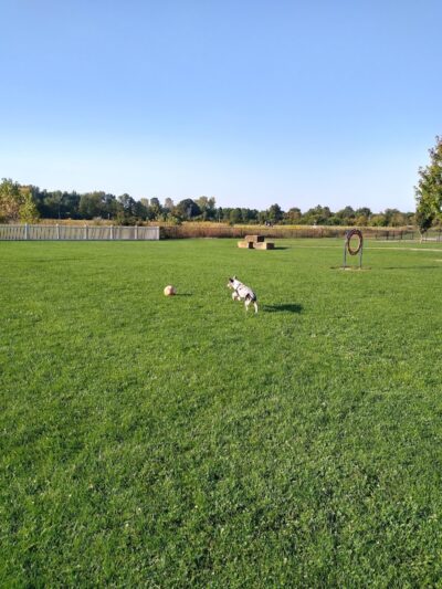 Darree Fields Dog Park - Dublin, OH