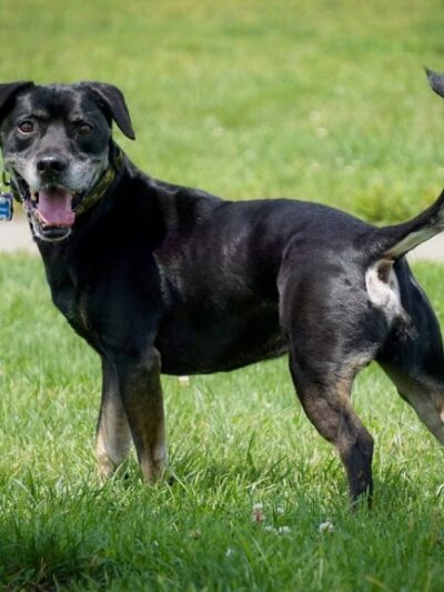 Darree Fields Dog Park - Dublin, OH