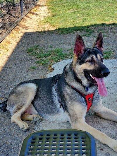 Darree Fields Dog Park - Dublin, OH