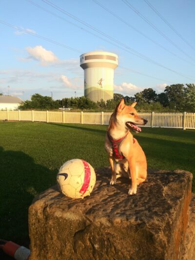 Darree Fields Dog Park - Dublin, OH