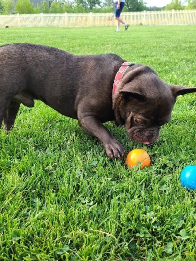 Darree Fields Dog Park - Dublin, OH
