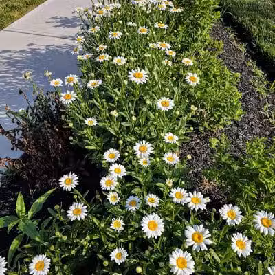Dog Statues park - Dublin, OH