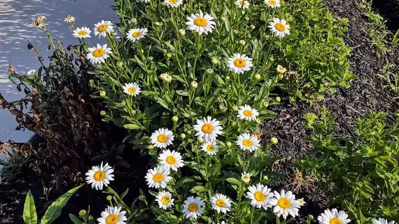 Dog Statues park - Dublin, OH