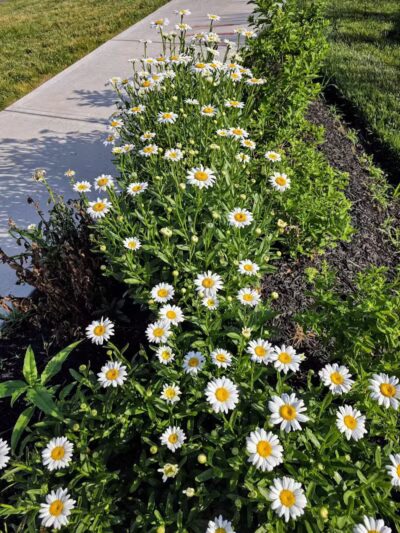 Dog Statues park - Dublin, OH