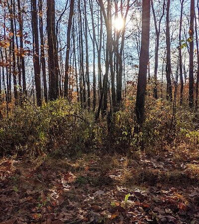 Beach City Wildlife Area - Dundee, OH
