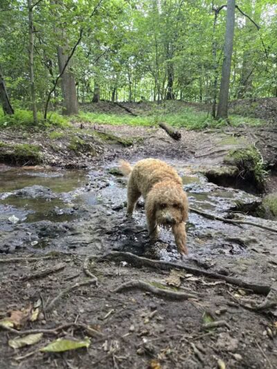 Dunkirk District Park Dog Park - Dunkirk, MD