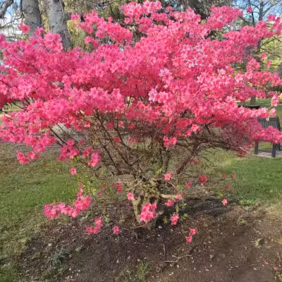 Thompson Park - East Liverpool, OH