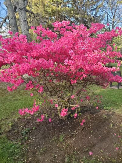 Thompson Park - East Liverpool, OH