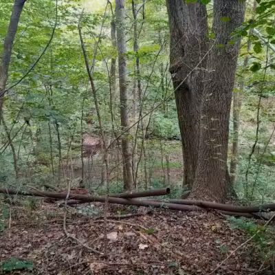 East Palestine City Park - East Palestine, OH