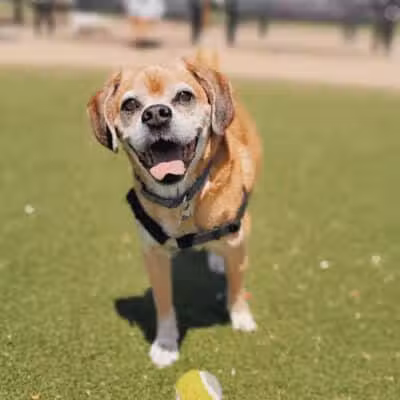 Bay Park Dog Park - East Rockaway, NY