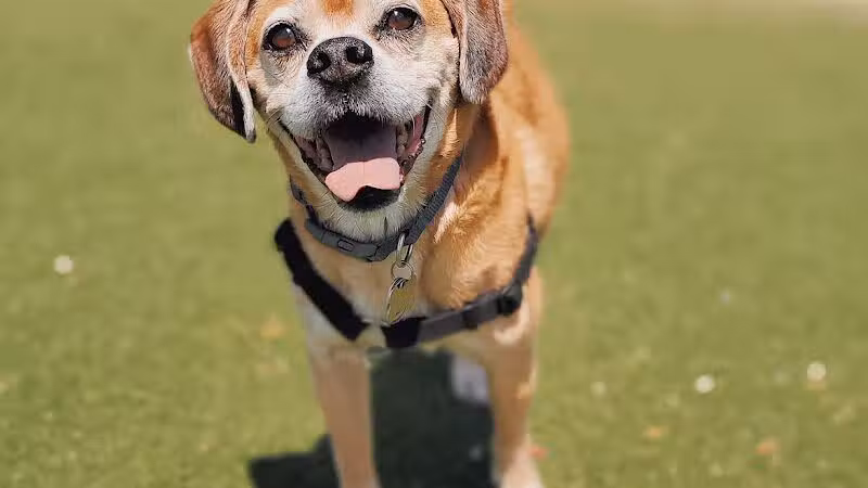 Bay Park Dog Park - East Rockaway, NY
