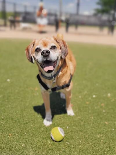 Bay Park Dog Park - East Rockaway, NY