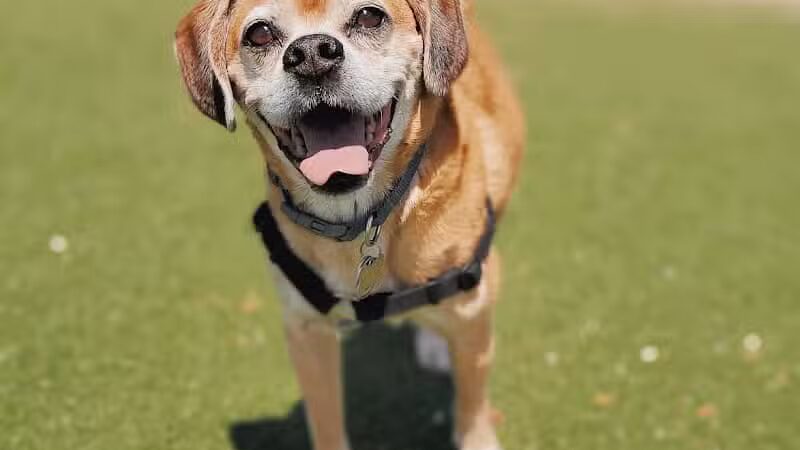 Bay Park Dog Park - East Rockaway, NY
