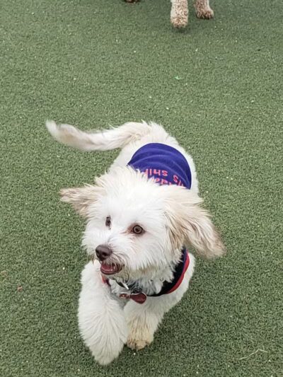 Bay Park Dog Park - East Rockaway, NY