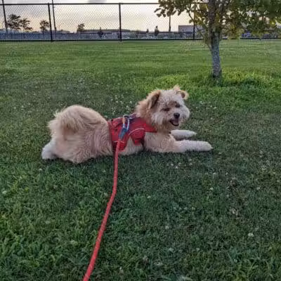 Bay Park Dog Park - East Rockaway, NY