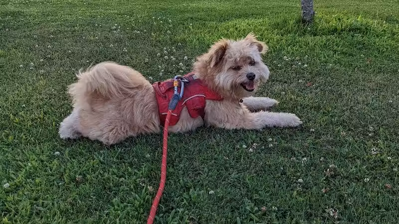 Bay Park Dog Park - East Rockaway, NY