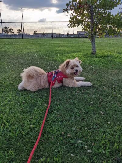 Bay Park Dog Park - East Rockaway, NY