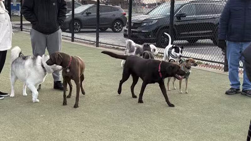 Bay Park Dog Park - East Rockaway, NY