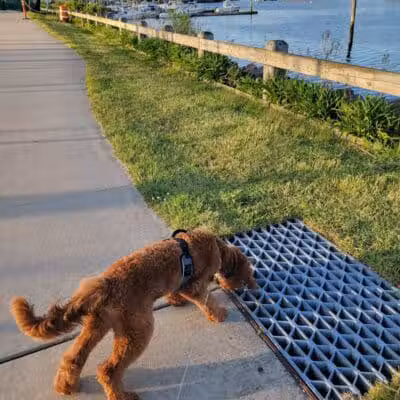 Bay Park Dog Park - East Rockaway, NY