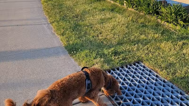 Bay Park Dog Park - East Rockaway, NY