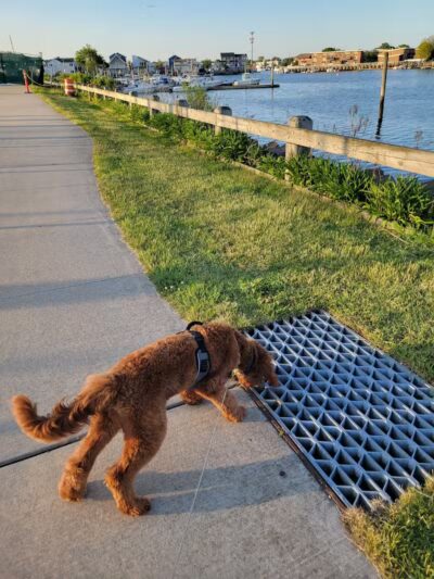 Bay Park Dog Park - East Rockaway, NY