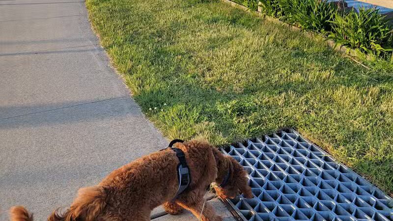 Bay Park Dog Park - East Rockaway, NY