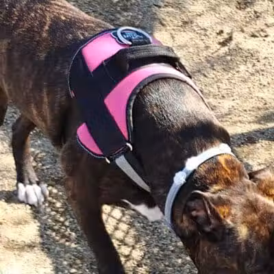 Bay Park Dog Park - East Rockaway, NY