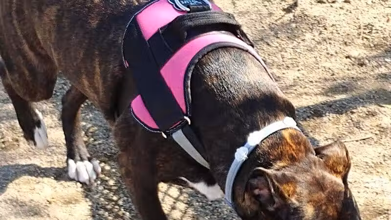 Bay Park Dog Park - East Rockaway, NY