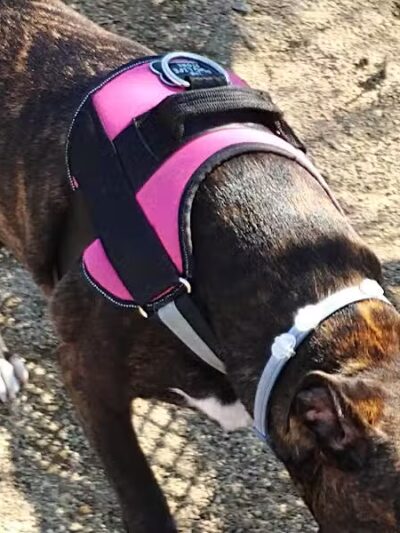 Bay Park Dog Park - East Rockaway, NY