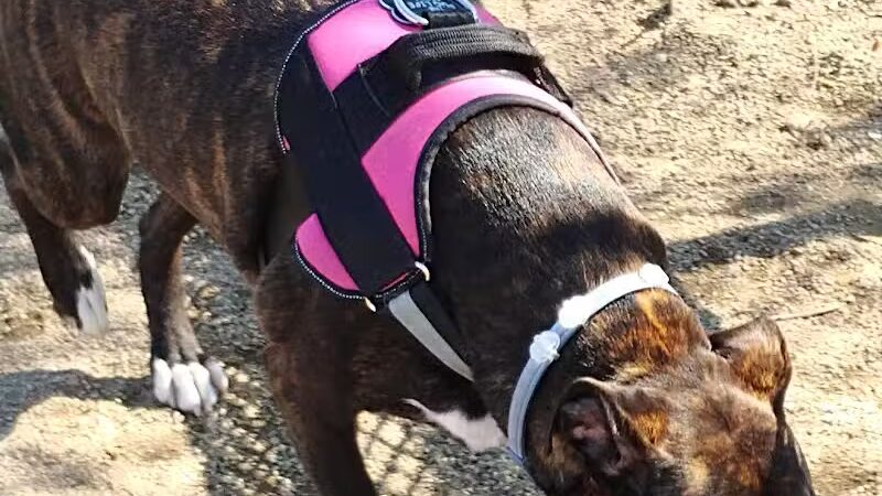 Bay Park Dog Park - East Rockaway, NY