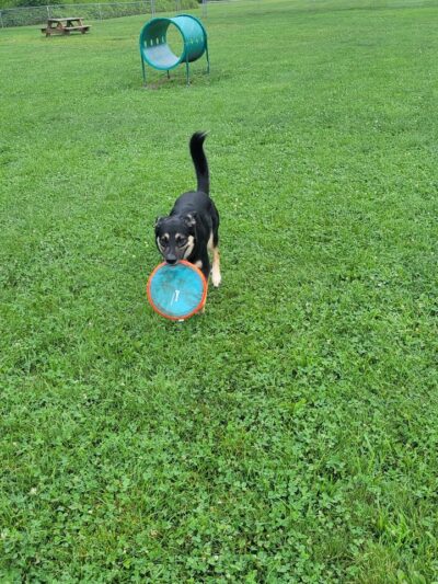 Dog park - Eastlake, OH