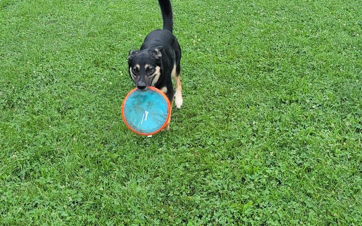 Dog park - Eastlake, OH